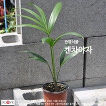 켄차야자