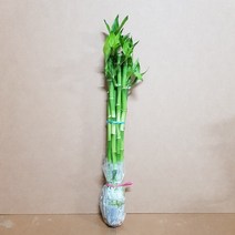 개운죽 30cm 묶음형(CW) 2021 새상품
