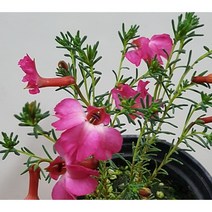 행복한꽃순이//분홍초연초/베란다월동