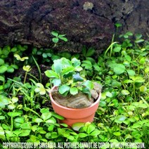 미니 포트수초 [웨이비 그린 부세파란드라], 단품