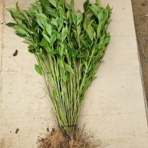 꽃치자나무 묘목_10주 (치자)