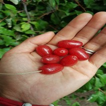 같이가치농원 보리수나무 (R3전후) 결실주, 1개
