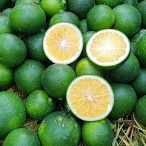 제주 청귤 풋귤 4.5kg 9kg 당일수확 산지직송, 청귤_4.5kg 로얄