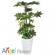 엔젤플라워 초특가 특대형화분 행운목 대박나무 당일꽃배달, A24 팔손이, 1개
