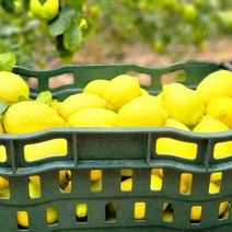다양한 레몬3kg 인기 순위 TOP100 제품을 찾아보세요