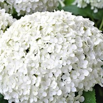 [모든원예조경] 아나벨수국 (인크레더블) 개화주 포트묘 스트롱아나벨 수국묘목 모종 관상수