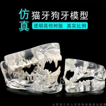 수의학과 개 강아지 치아 턱 구강 모델 모형 교육교구, 신경 복구 모델
