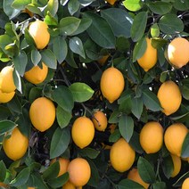 고씨네 특급 레몬3KG 레몬청만들기 레몬즙 레몬효능, 특급 레몬 3kg, FREE