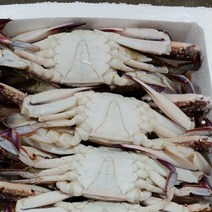 [브라더스피쉬마켓] 중국산 숫꽃게 4미 200-300 300-400 4kg 박스단위 판매 사업자용, 1박스