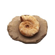 과학학습 암모나이트 전시용 화석