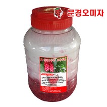 2023년 문경 생오미자 5kg(아이스박스)세척, 1통(오미자청), 10kg, 1개