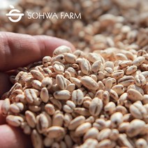 2022년 국산 납작보리 뻥튀기 500g 압맥 늘보리 뻥튀기