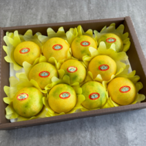 제주 최상급 명품 황금향 선물세트, 1개, 5kg (프리미엄과)