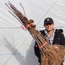 엄나무 묘목 1-2년생 특묘 토종엄나무 민엄나무 약용수 특용수, 민엄나무 40-60cm