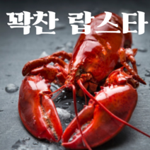 [어부언니] 랍스터 자숙 랍스타 활 바닷가재 킹 1kg 2kg이상 특대 대왕 당일발송, 활랍스타900~1.2kg