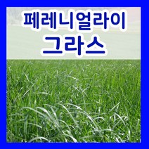 천연 잔디 씨앗 법면녹화보호 사방공사 산소효도 알팔파 씨 1Kg 모음, 6.양잔디씨 1Kg