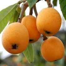 묘목/ 비파나무-키 80cm~ 7치포트 NS024, 1개