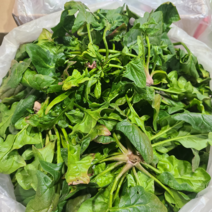 제주도 세척 월동무 제주무, 20kg(10개~16개내외)