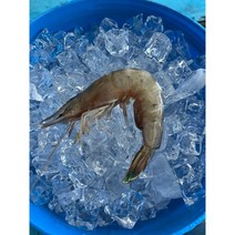 자연산 냉동 대하 충남 서해안 남당항 제철 새우 흰다리새우 왕새우 1kg, 1개