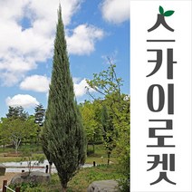 [경민농원]스카이로켓(1.2m), 1개