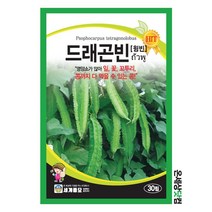드래곤빈 30립/ 콩씨앗 콩씨 이색종자 주말농장 베란다텃밭 윙빈 날개콩 wingbean