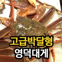 [영덕 강구항직송]영덕대게 고급박달형_수율80~90%/마리당 500g, 7마리