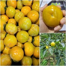 새벽경매 박가네 단감 태추 상서 특등품, 5kg, 중과