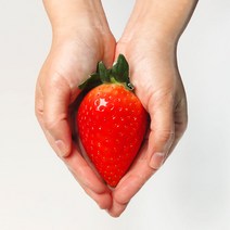 산지직송 킹스베리 크기 2배 당도 2배 대왕 딸기 1kg(30개입 개당 30g 내외)당일 배송 당도 보장