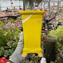 예운분 : 정사각 롱분 8가지 색상, 3.노란색