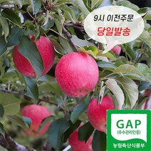 밀양얼음골 사과 고당도 정품 부사 사과, 3kg 11~12과 내외