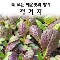 [모종심는아빠] 톡쏘는 매운맛과 향기 적겨자, 6개