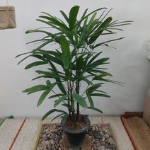 관음죽 최상급, 1개