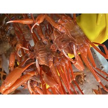 [해맑은수산] 실속형 후포 홍게찜 3kg 7-9마리 / 2-3인분 무배, 7kg(15-21마리)