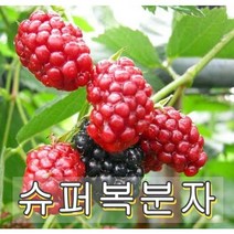 슈퍼복분자 삽2년특 3그루 나무 묘목