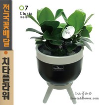 치타플라워 크루시아 관엽 식물 축하화분 [05A] 공기정화 승진축하화분 축하 생일 개업 이사 화분 전국 당일 배송 꽃배달