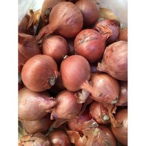 샬롯 (1KG) 미니양파 에샬롯 샬럿 보라양파