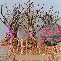 왜성 백일홍 배롱 나무 무카 묘목 20cm 화분 포트 1개