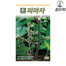 피마자 씨앗 30립 아주까리 식용 약용 나물 종자 + 네임택, 단품