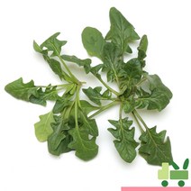 사라상회 노지 시금치 4Kg