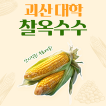괴산 대학 찰옥수수 21개 또는 15개