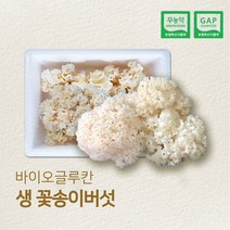 친환경 GAP인증 국내산 생꽃송이버섯 최상급, 1박스, 500g