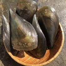 키조개 2미 제철 캠핑모듬조개 캠핑조개 해산물 수산물 어패류 바지락 째복 명주 비단 갈미 백합조개 물총 백상합 모시 뿔소라 대합 개조개 참가리비구이 키조개 전복 삐뚤이소라 밀고동, 3개, 6미