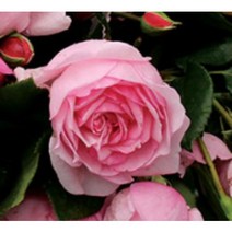 독일장미 사계장미 넝쿨장미 덩굴장미 장미 묘목 땅장미 줄장미 덩쿨장미 플로렌티나 자스미나 키스미케이트 아마데우스 라듸오 사하라 오클라호마 스니왈츠, 키스 미 케이트