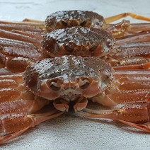 막내수산 대게 구룡포 포항 영덕 활 산지직송 당일조업, 08_활대게(특대자)10마리