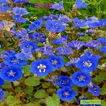 희귀씨앗 캘리포니아 블루벨 50립 / 원예용으로 일년초, 상세페이지 참조