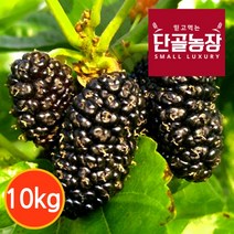 [프레시데이] [단골농장] 내장산 토종 오디 생과 정품 10kg (급냉), 상세 설명 참조, 상세 설명 참조, 상세 설명 참조