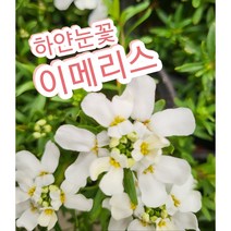 이메리스-겨울눈꽃/첫눈에 반해버린꽃 눈꽃 이베리스