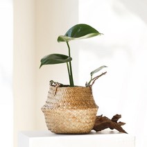 몬스테라 미니 해초바구니 내추럴 플랜테리어