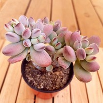 러브코리아 동글동글 통통한 분홍 방울복랑 예쁜 다육 식물1-40 랜덤발송, 단품, 1개