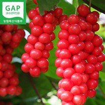 문경 세척 생 오미자 3kg 5kg 10kg, 오미자 생과 10kg, 1개